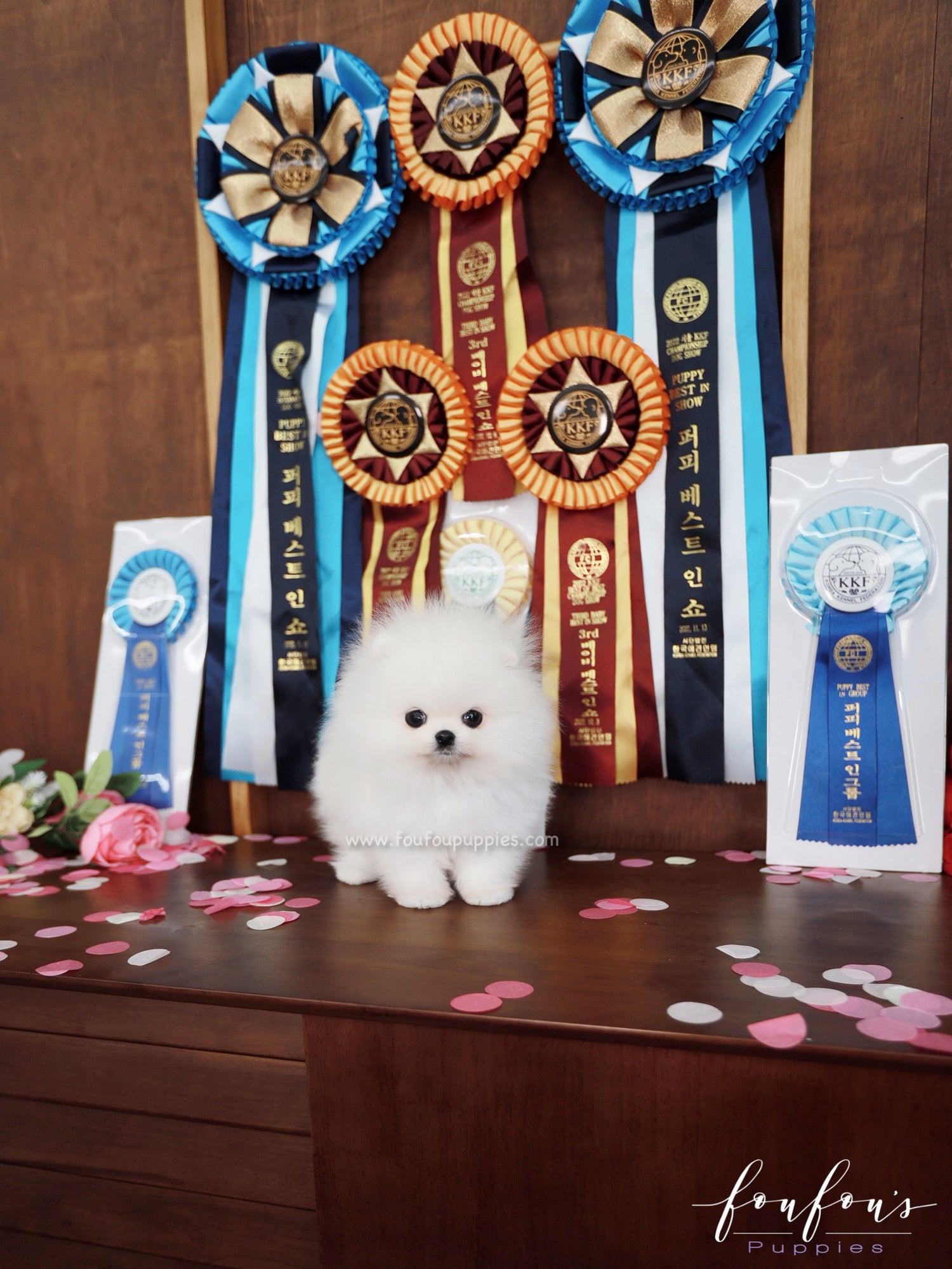 Titan - Pomeranian M.