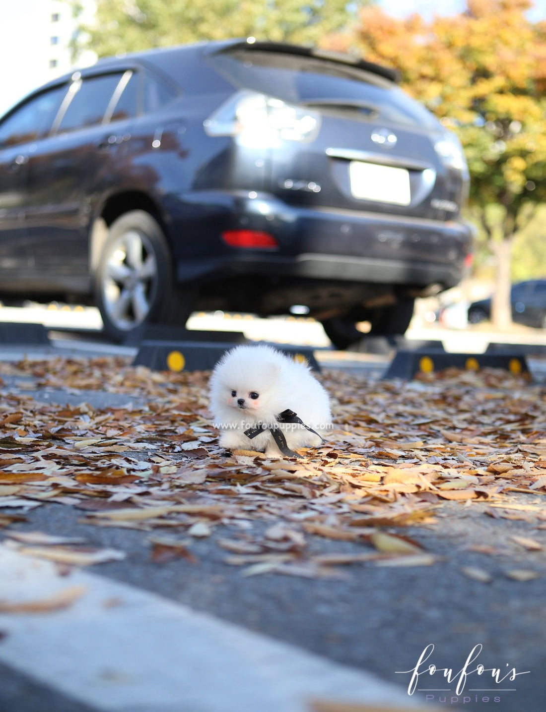 Joji - Pomeranian M.