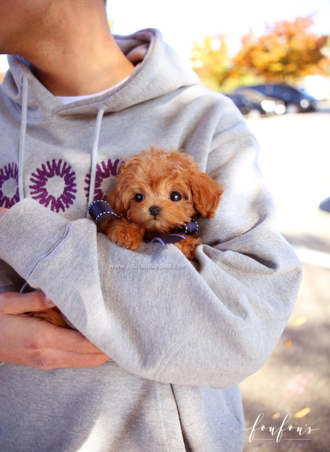 Mowgli - Maltipoo M.