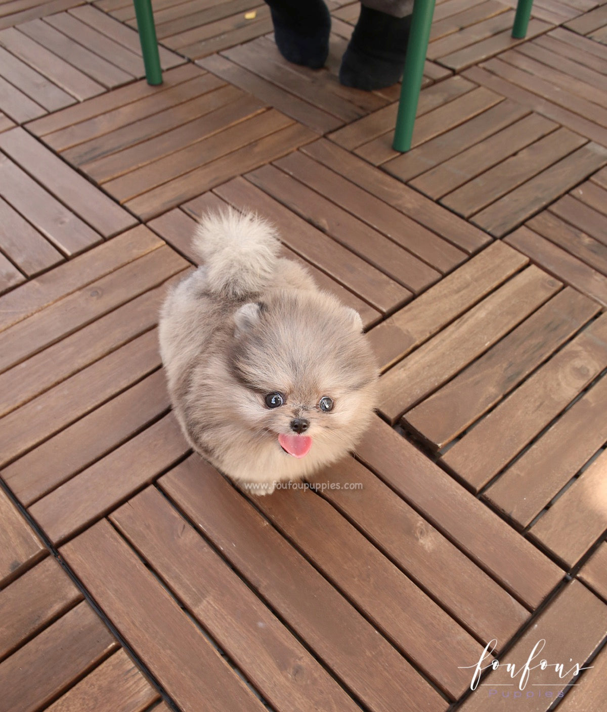 Belle - Pomeranian F.