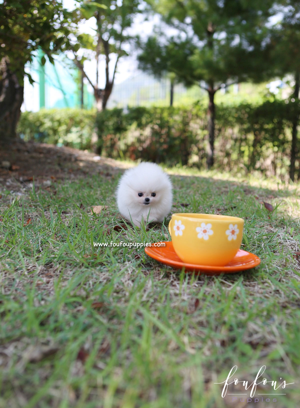 Zaya - Pomeranian F.