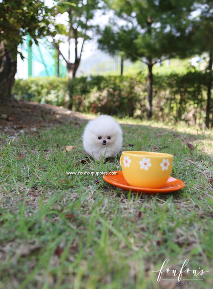 Zaya - Pomeranian F.