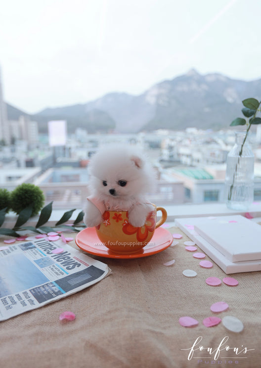 Teacup Pomeranian Puppies for Sale | Micro Toy Pomsky – Page 2 – Foufou ...