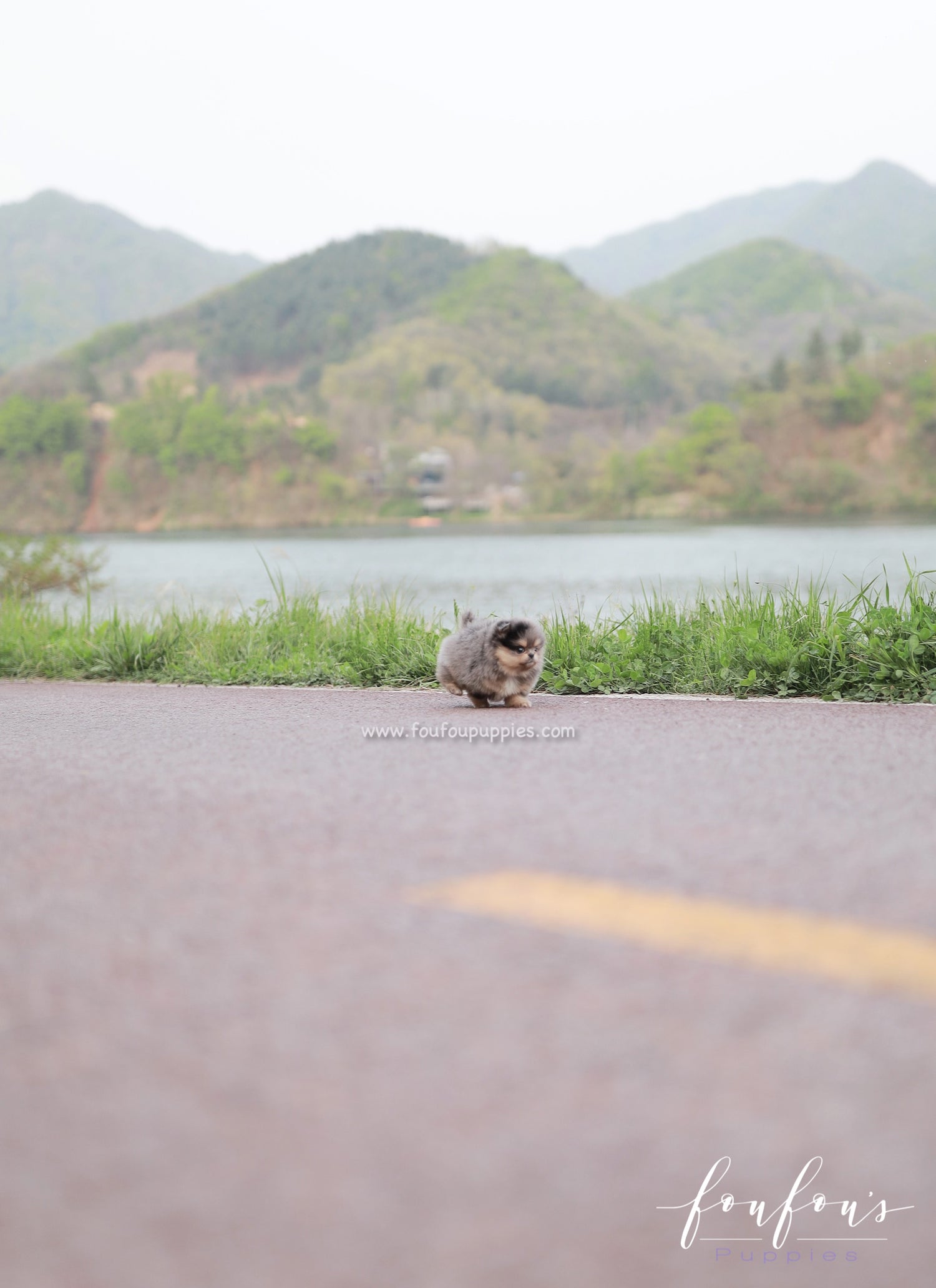 Sky - Pomeranian F.