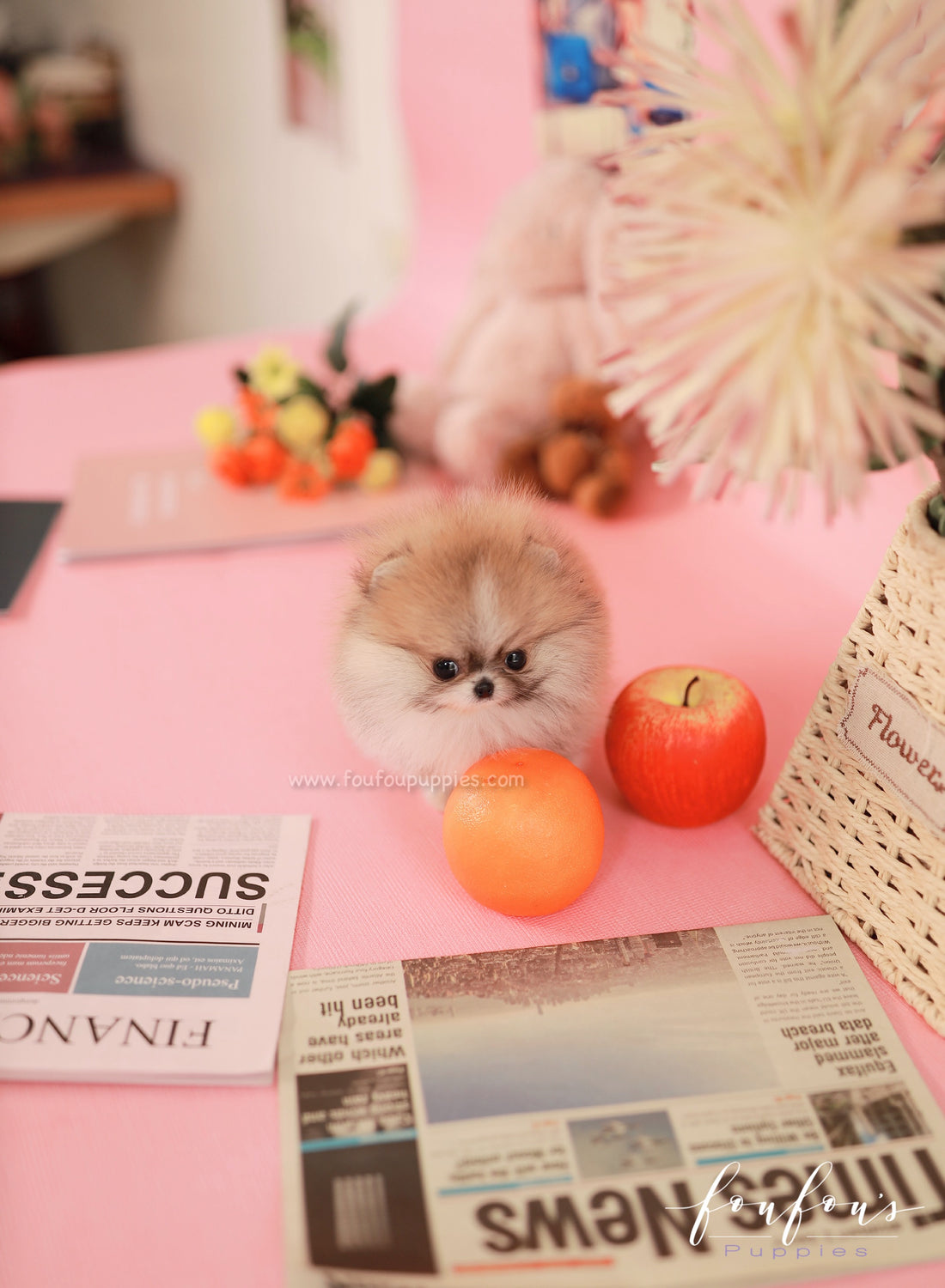 Honey - Pomeranian F.