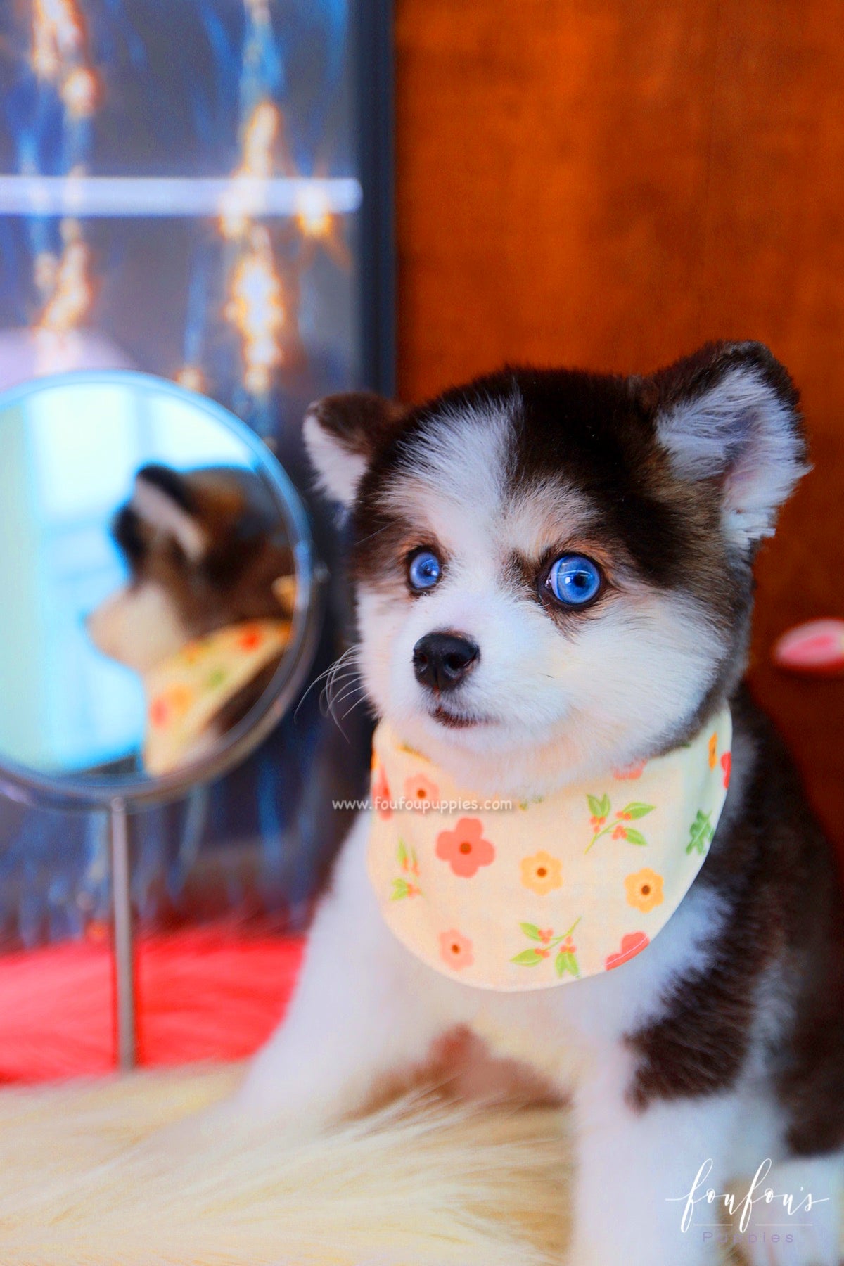 Zeus - Pomsky M.