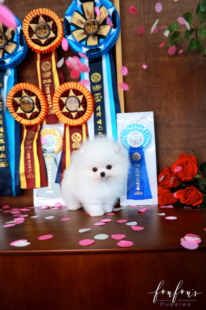 Titan - Pomeranian M.