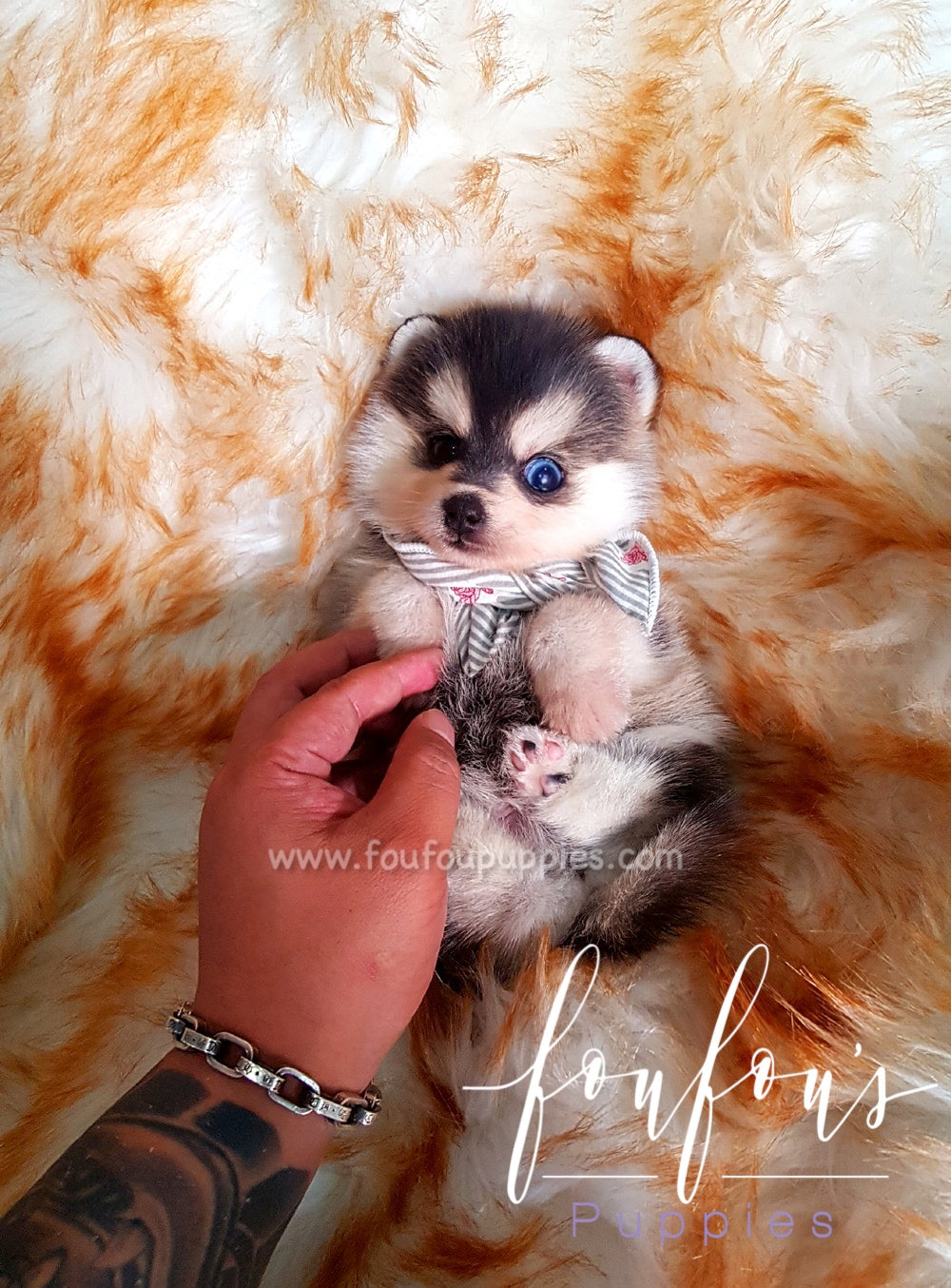 Zeus - Pomsky M.