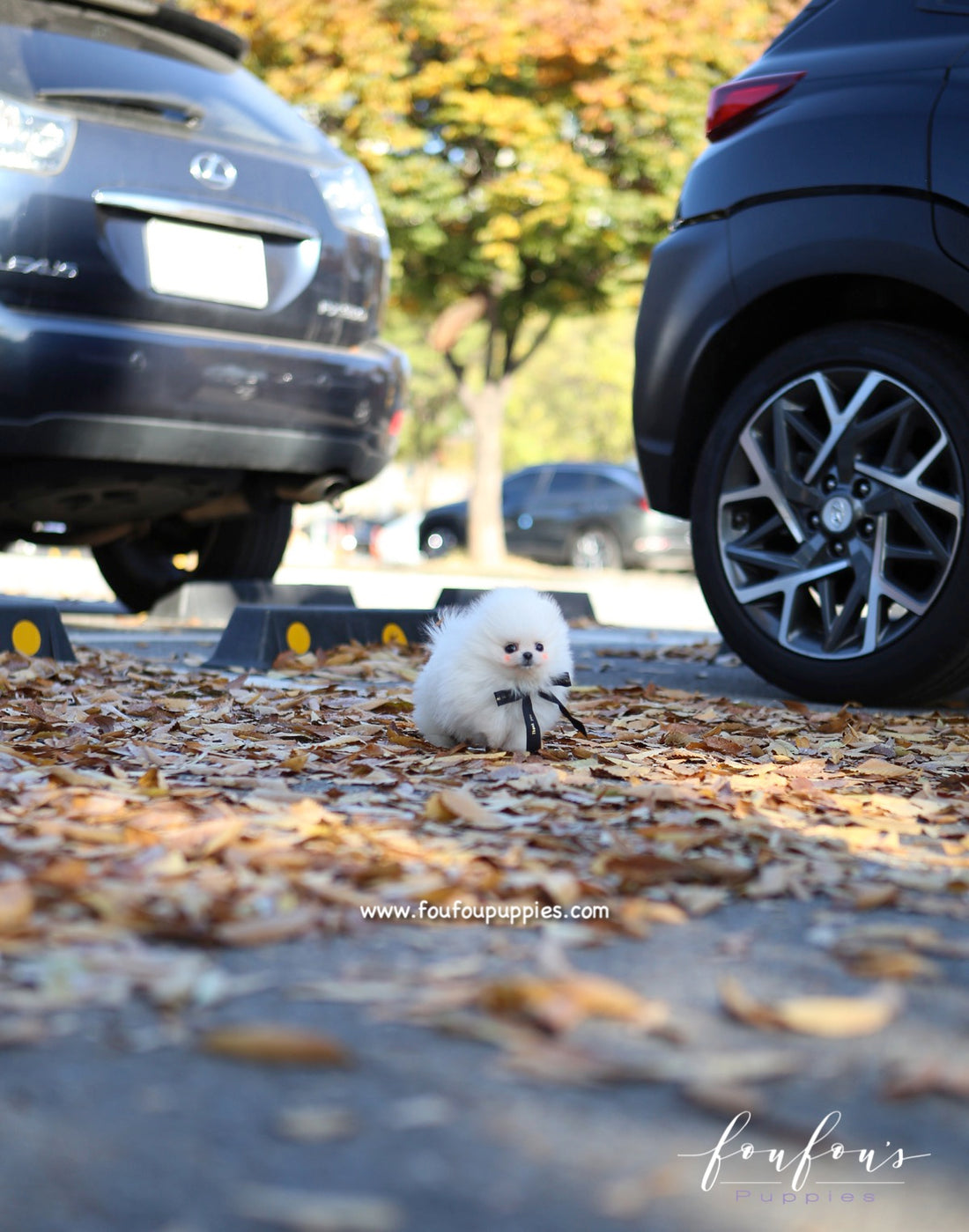 Joji - Pomeranian M.