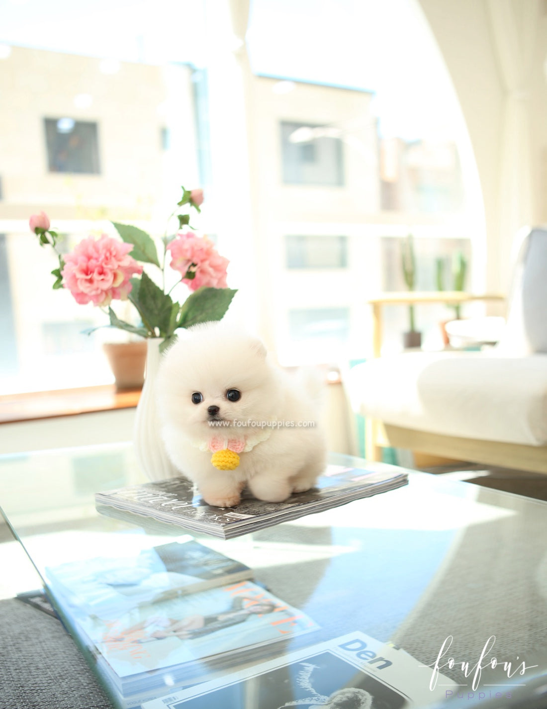 BooBoo - Pomeranian M.