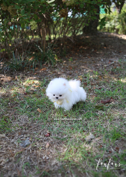 Mickey Blue - Pomeranian M.