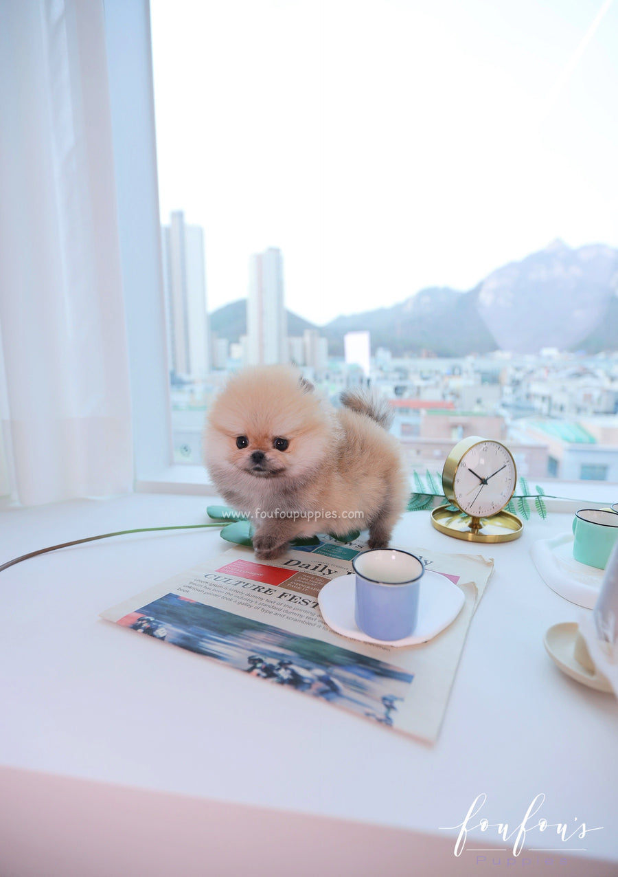 Valencia - Pomeranian F.