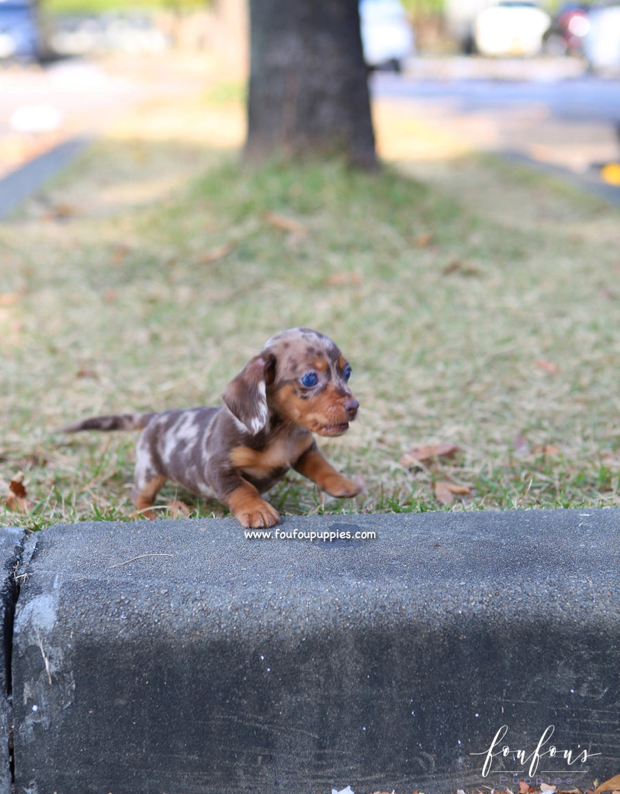 Pogo - Dachsund M.