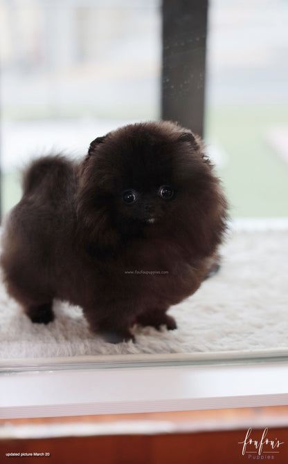 Soiré - Pomeranian M.