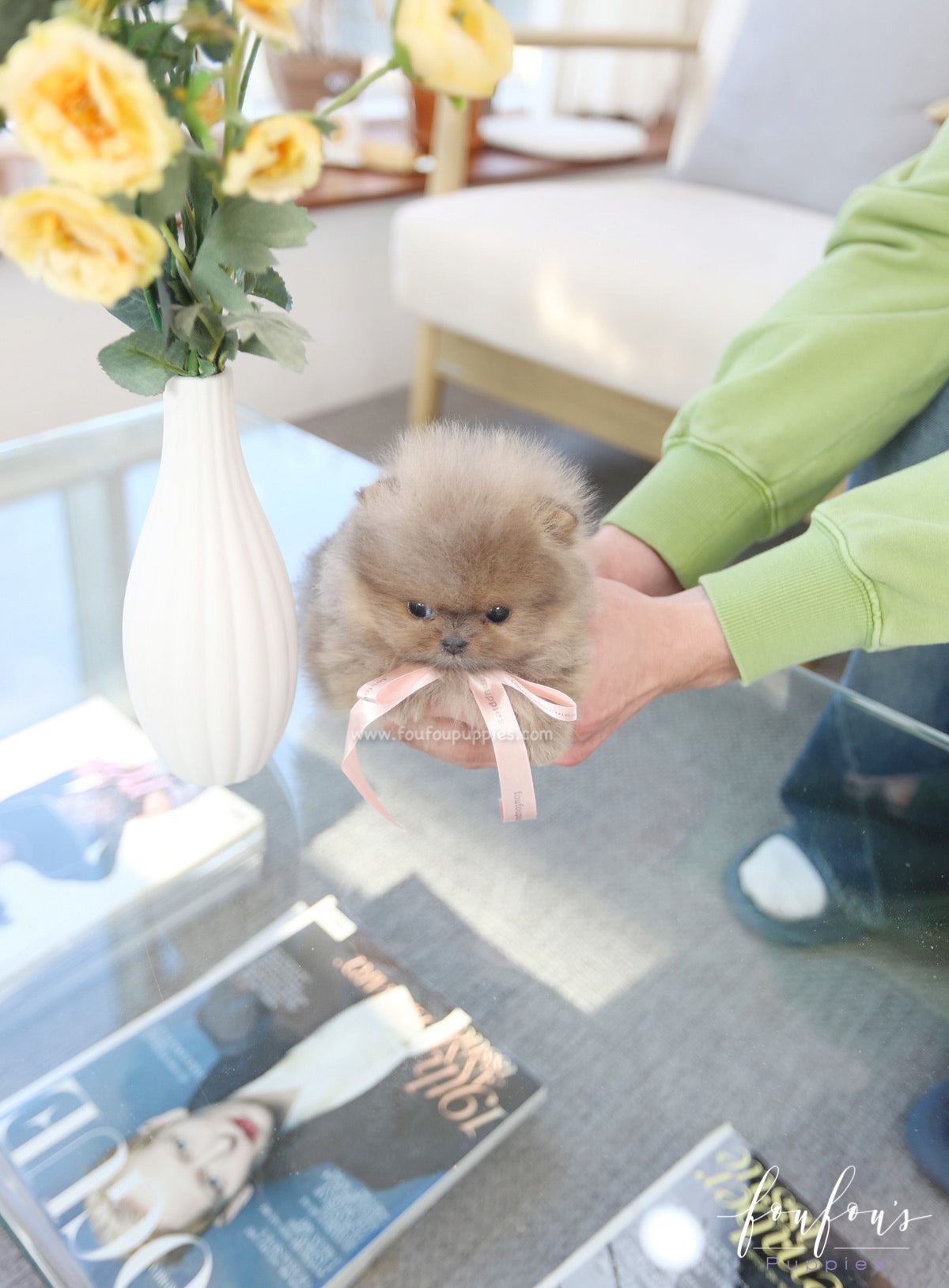 Mushy - Pomeranian M.