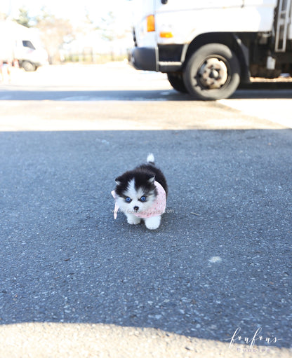 Zeus - Pomsky M.