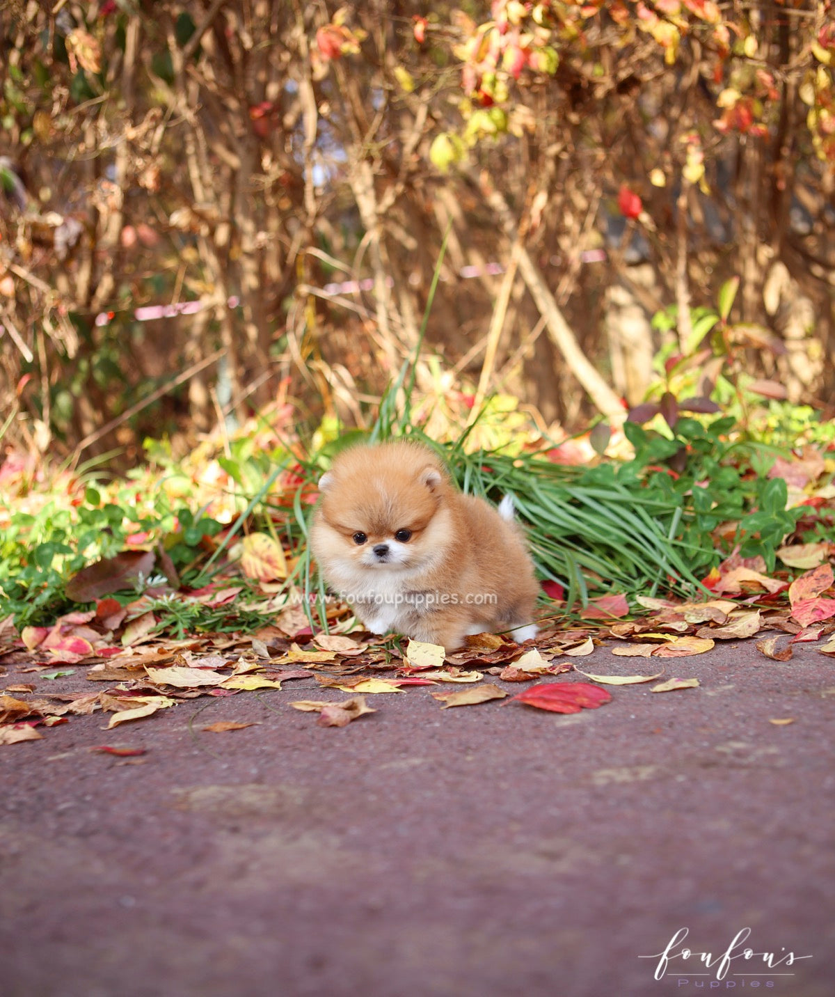 Joy - Pomeranian F.