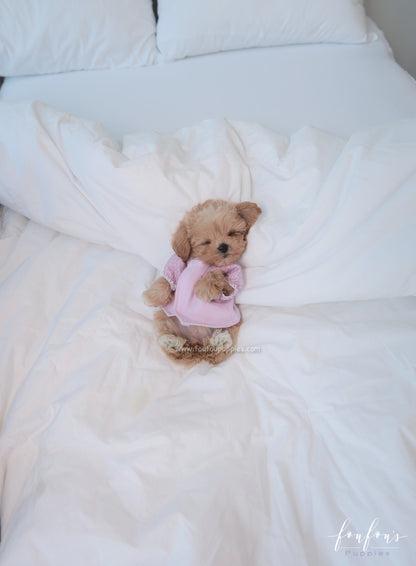 Gia - Maltipoo F.