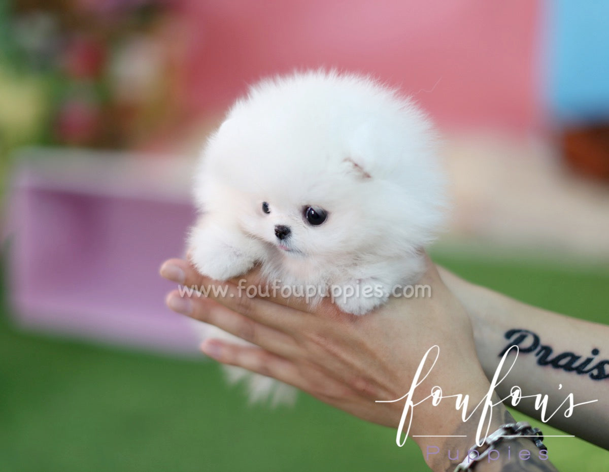 Zitto - Pomeranian M.