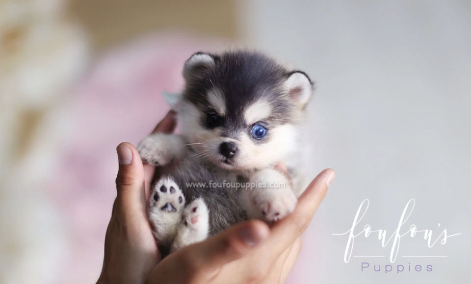 Zeus - Pomsky M.