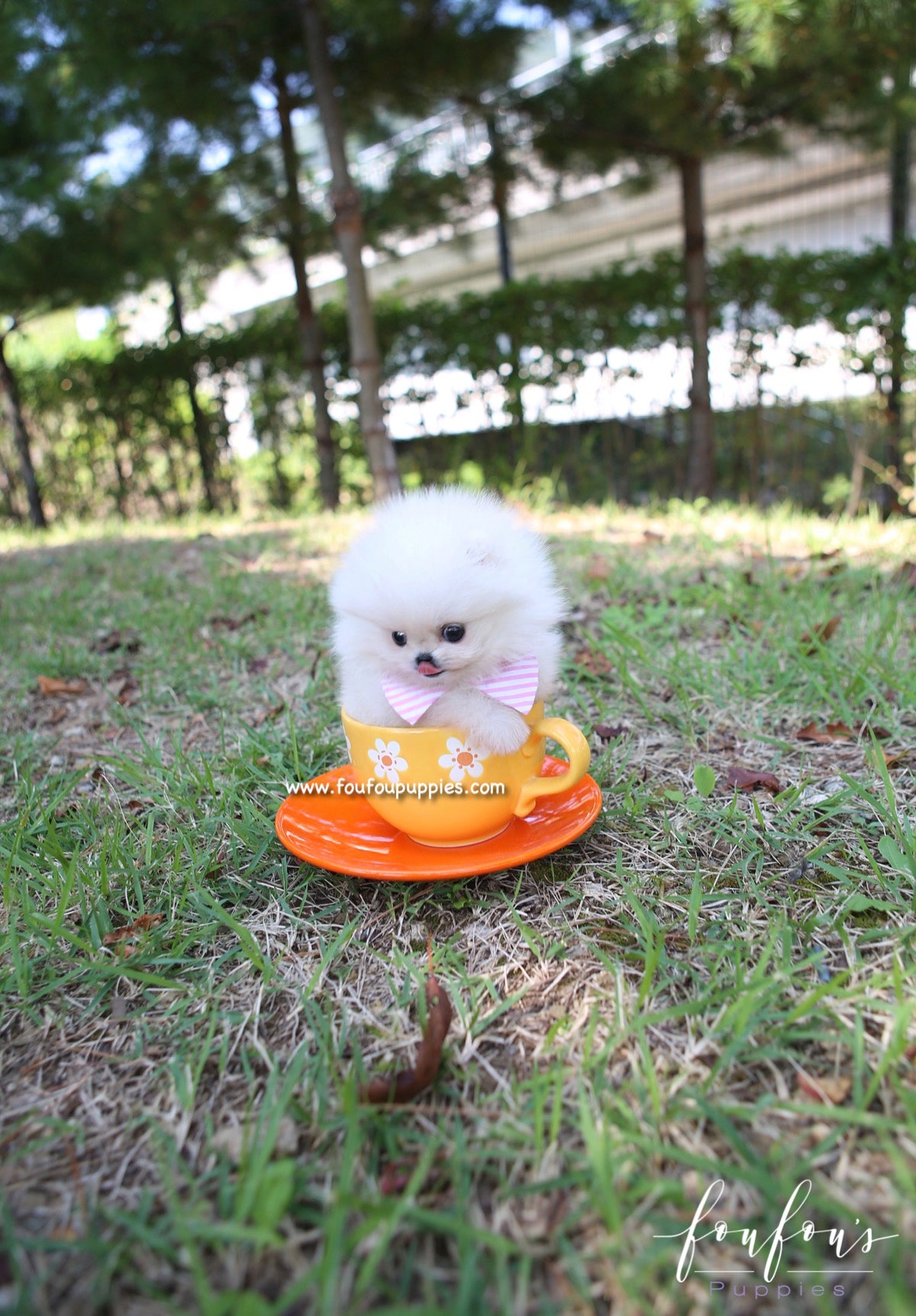 Zaya - Pomeranian F.