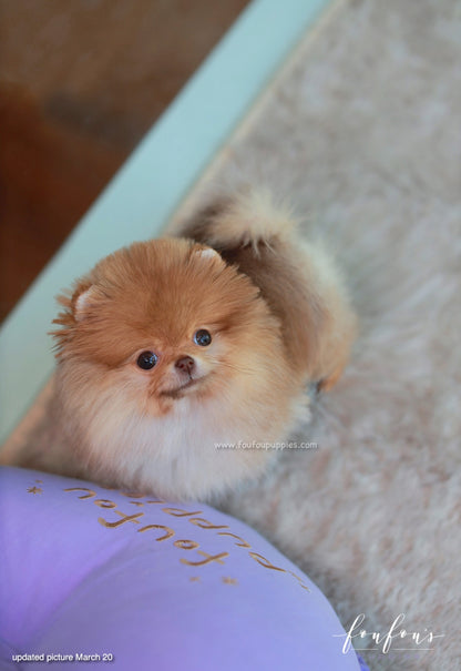 Amore - Pomeranian F.