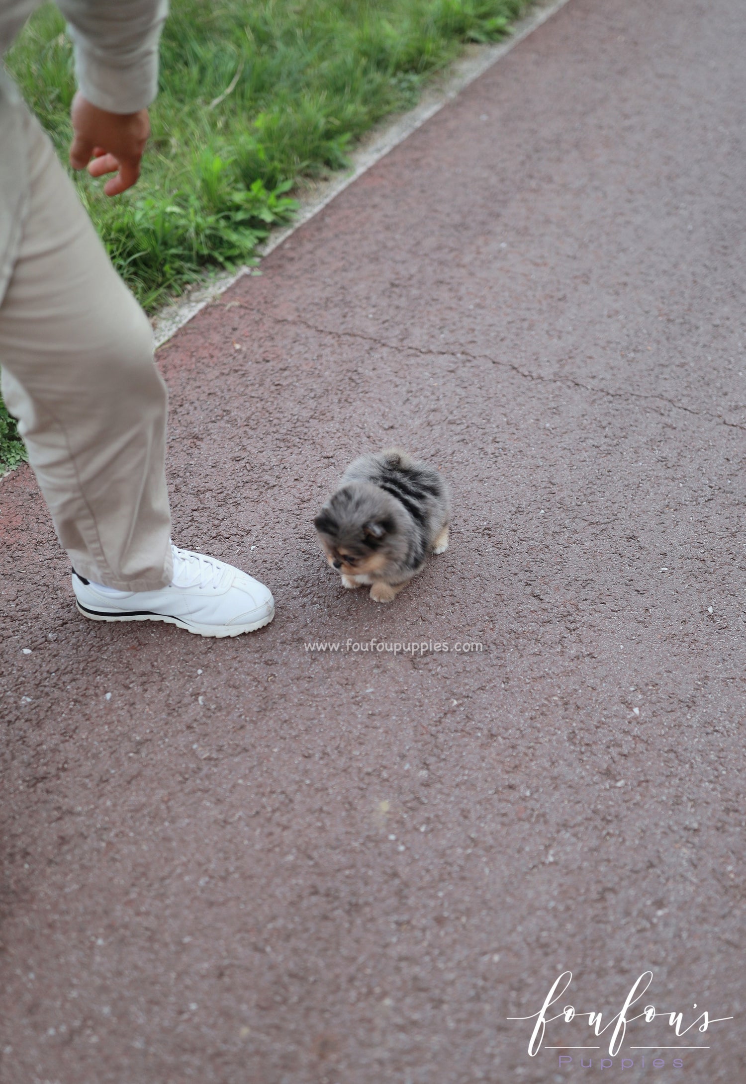 Sky - Pomeranian F.