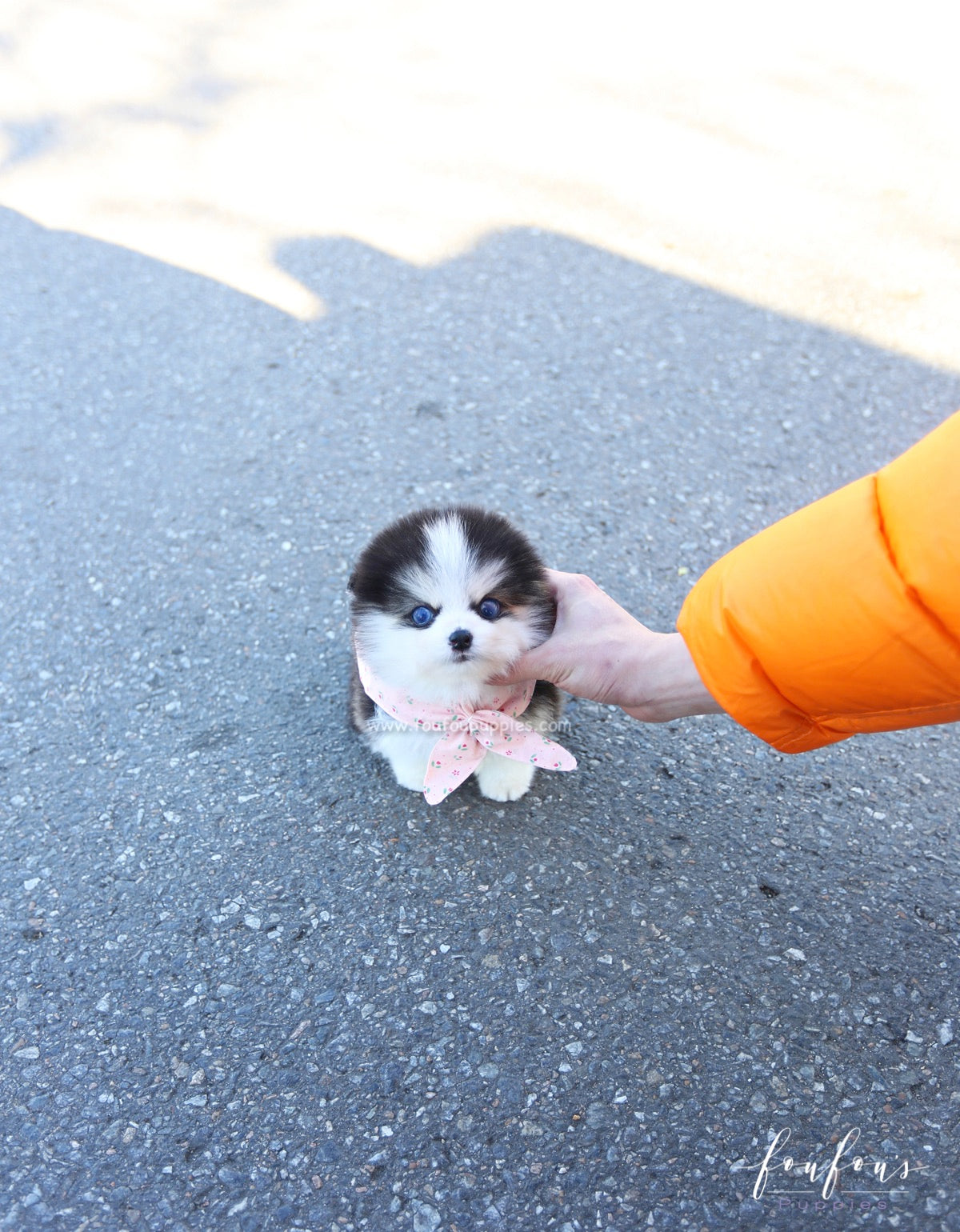 Zeus - Pomsky M.