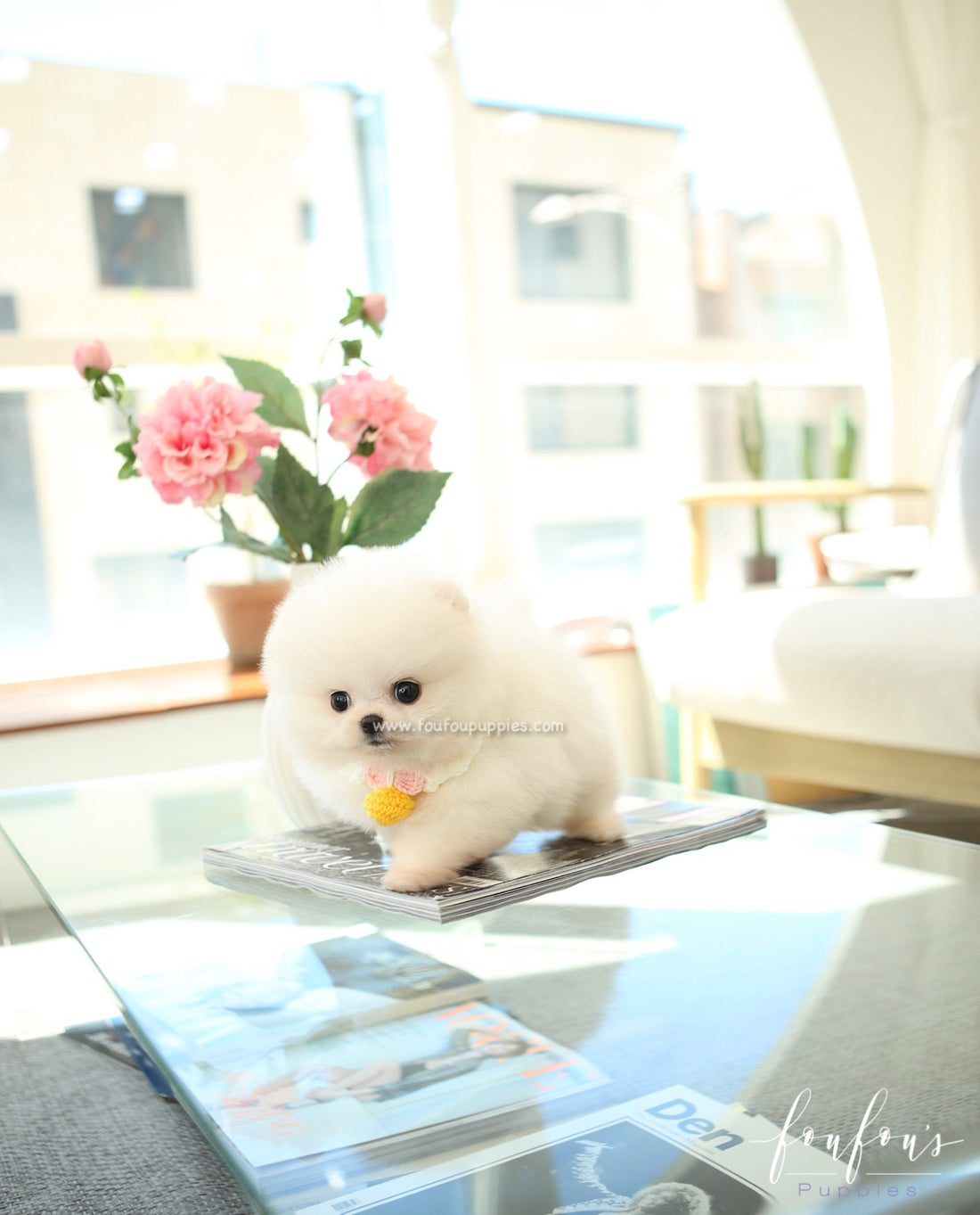 BooBoo - Pomeranian M.