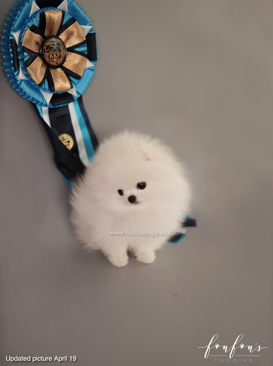 Loki - Pomeranian M.