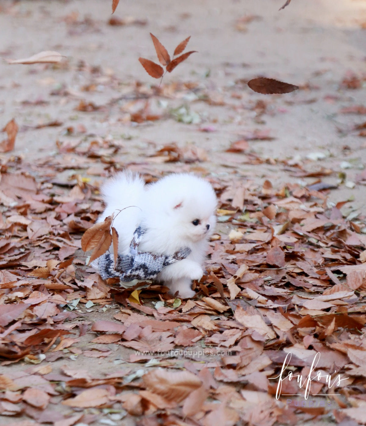 Pinky - Pomeranian F.