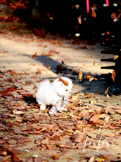 Pinky - Pomeranian F.