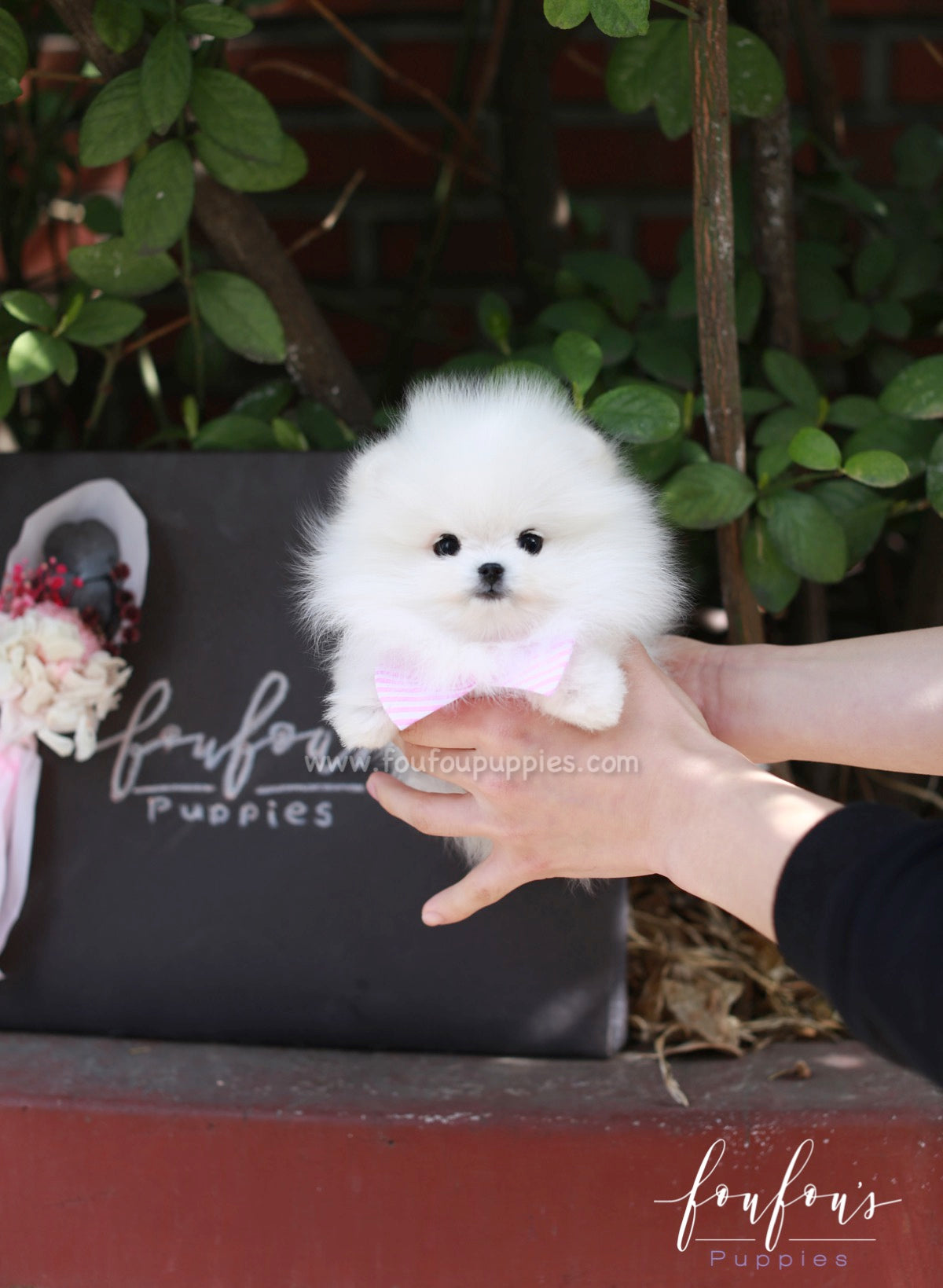 Gidget - Pomeranian F.