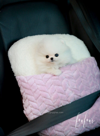 Pinky - Pomeranian F.