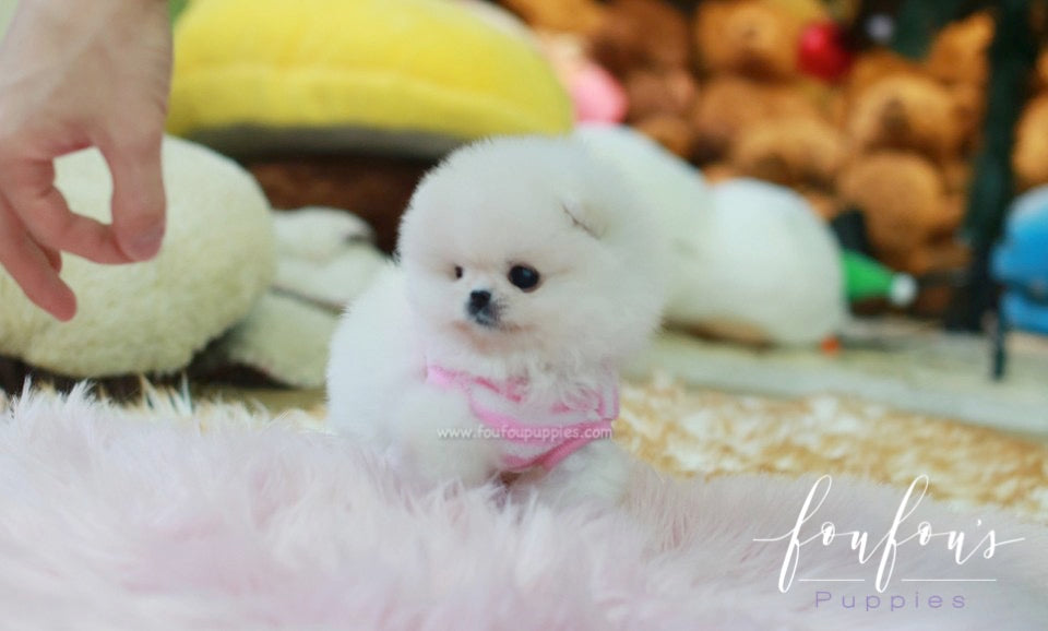 Pinky - Pomeranian F.