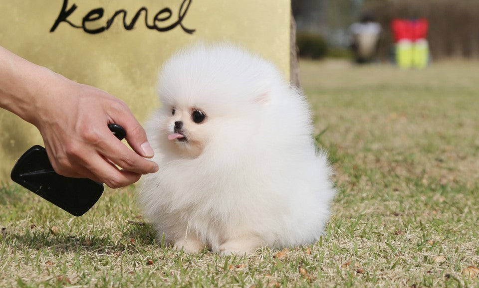 Cookie - Pomeranian F.