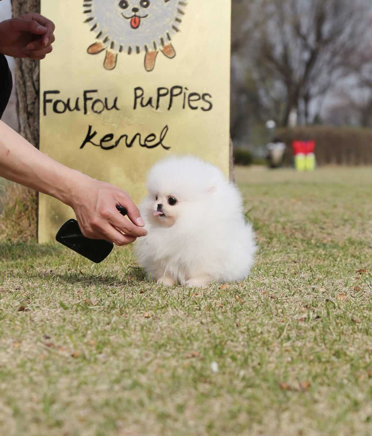 Cookie Pomeranian F. Foufou Puppies