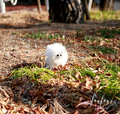 Pinky - Pomeranian F.