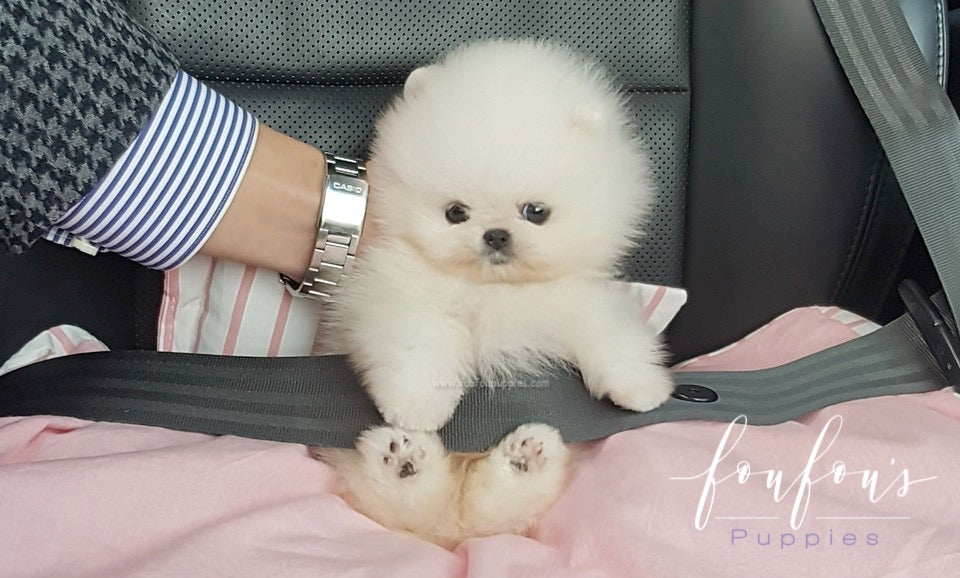 Bello - Pomeranian M.