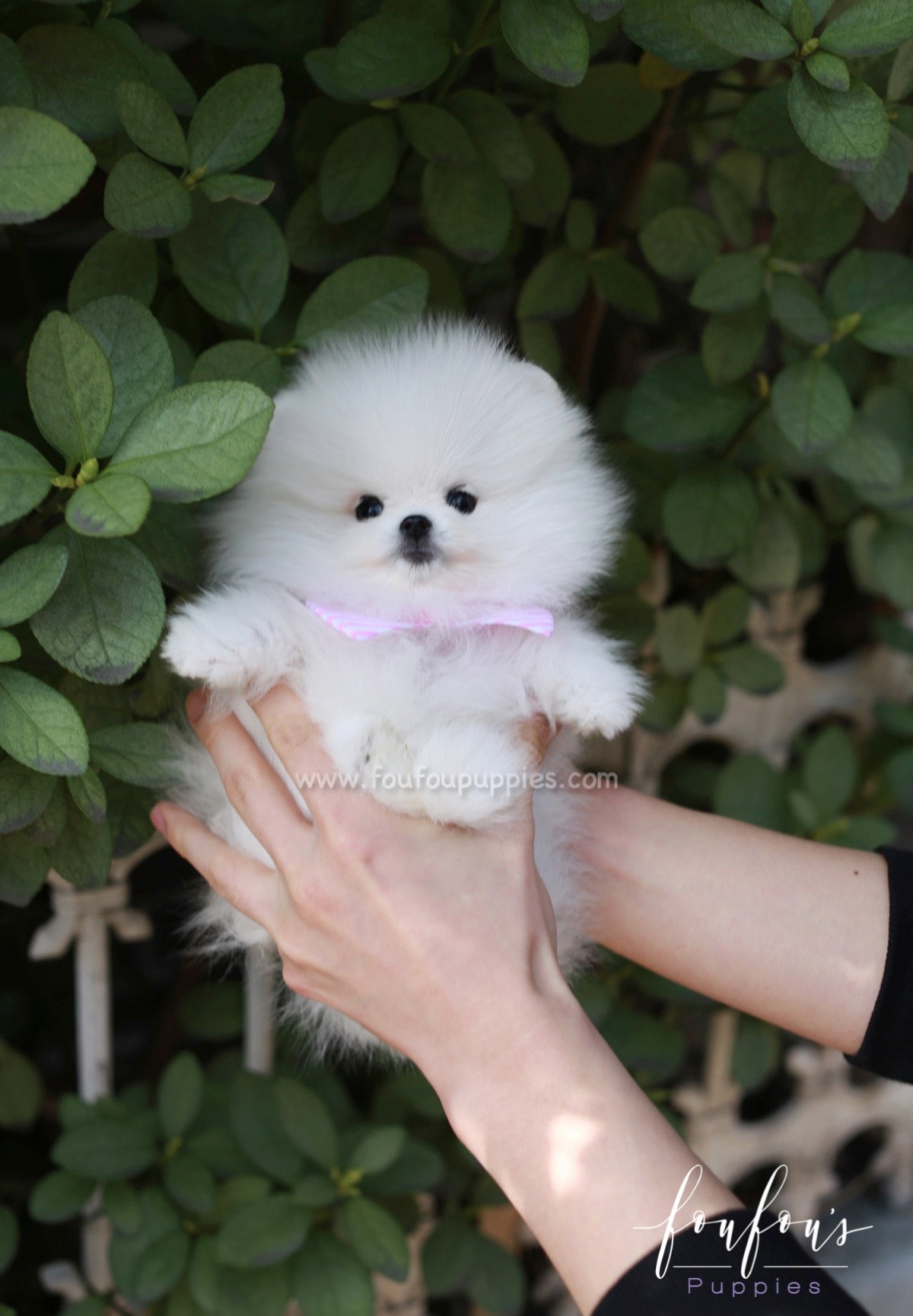 Gidget - Pomeranian F.