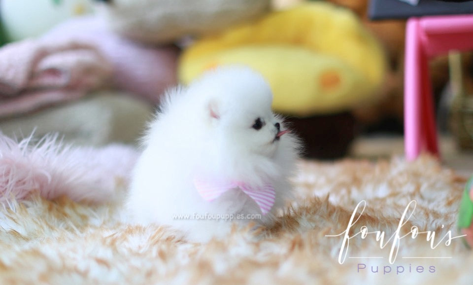 Gidget - Pomeranian F.