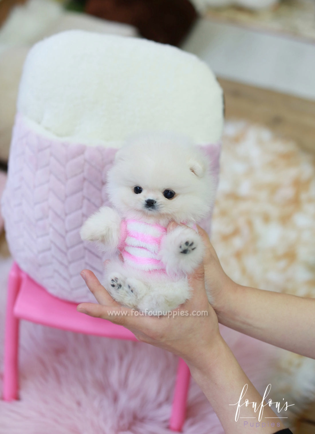 Pinky - Pomeranian F.