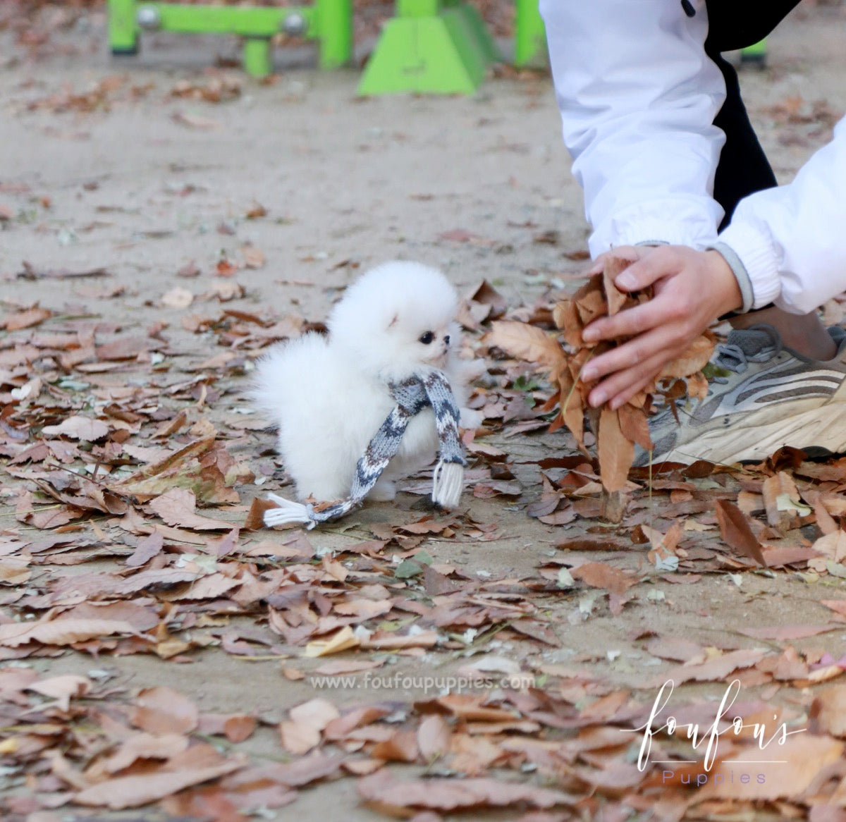 Pinky - Pomeranian F.