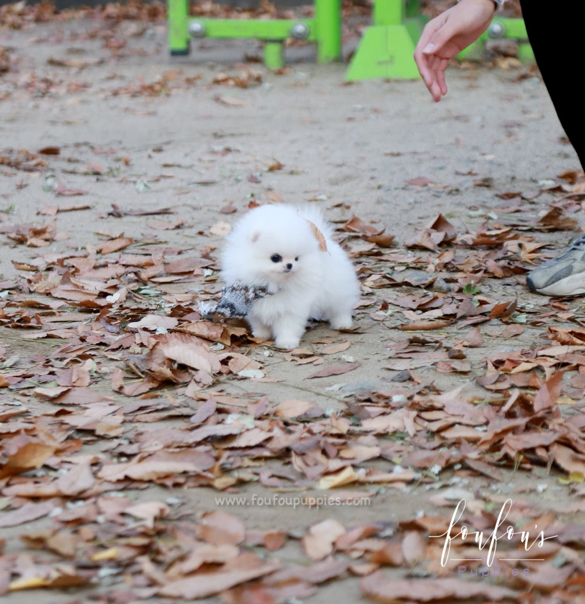 Pinky - Pomeranian F.