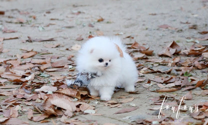 Pinky - Pomeranian F.