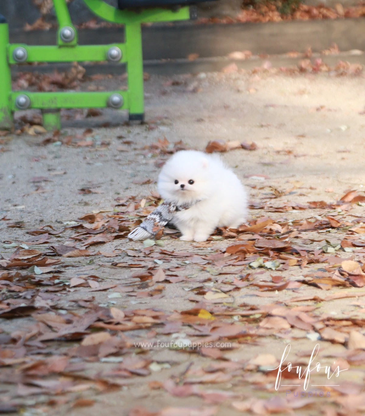 Pinky - Pomeranian F.