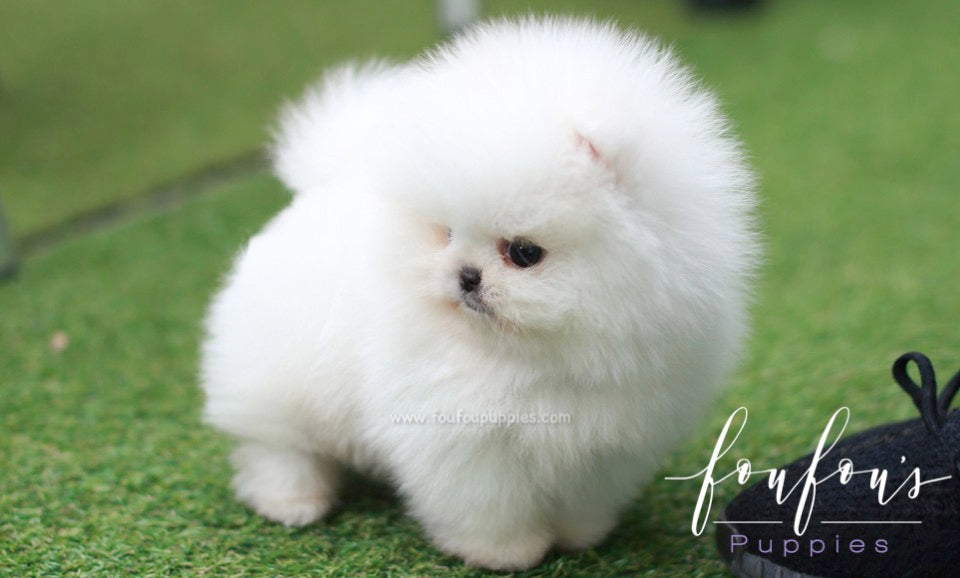 Nova - Pomeranian M.