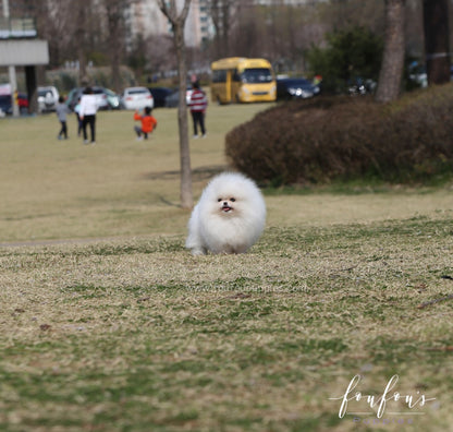 Bella - Pomeranian F.