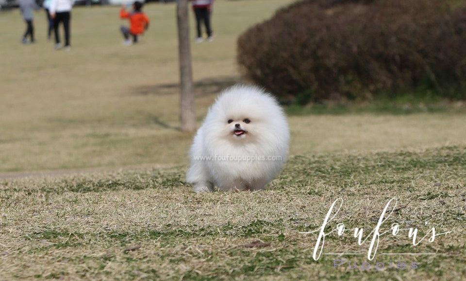 Bella - Pomeranian F.