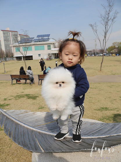 Bella - Pomeranian F.